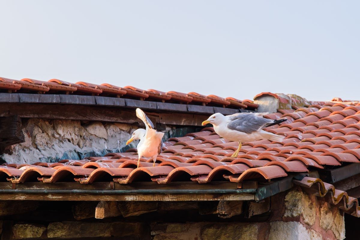 Gulls on the roof of a beautiful building